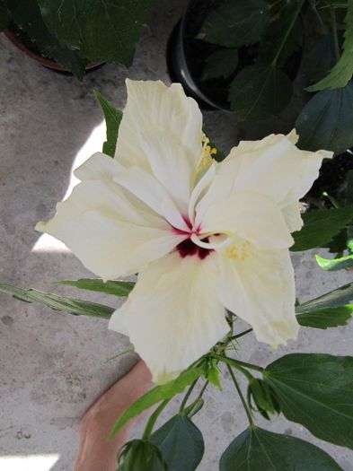 pozeaparfoto 003-pierdut - hibiscus