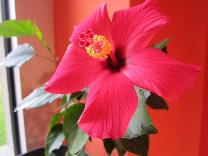 pozeaparfoto 001 - hibiscus