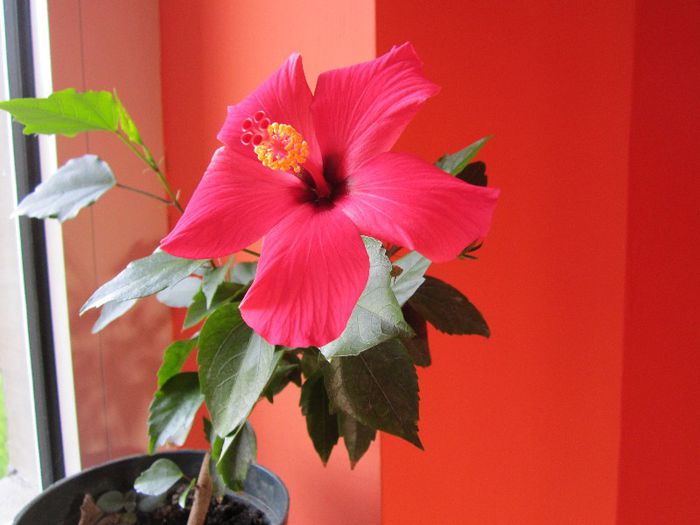 pozeaparfoto 002 - hibiscus