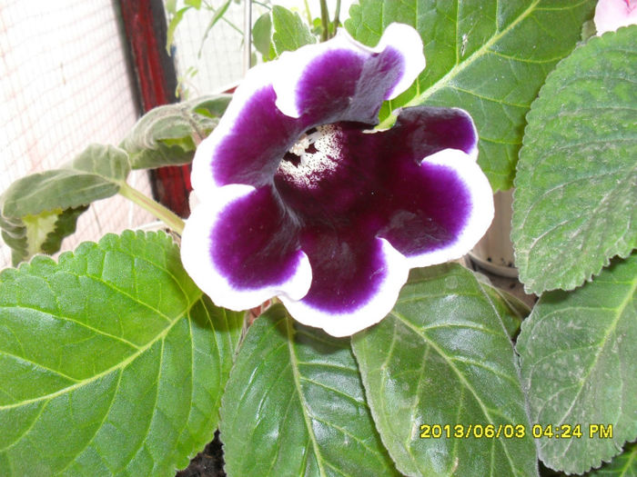 Gloxinii 03 06-2013,