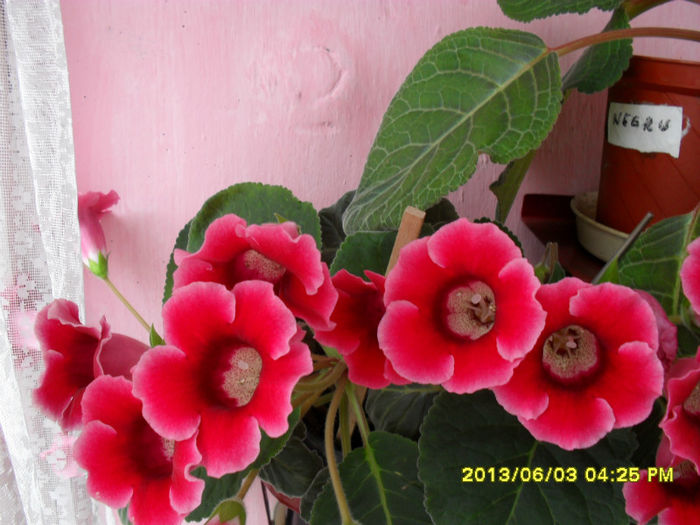 Gloxinii 03 06-2013,