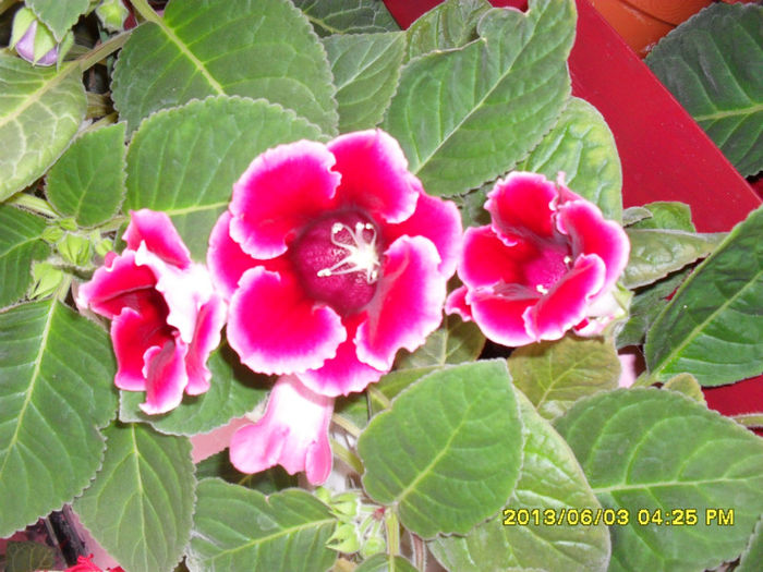 Gloxinii 03 06-2013,