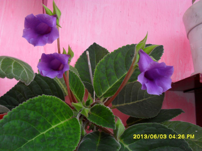 Gloxinii 03 06-2013,