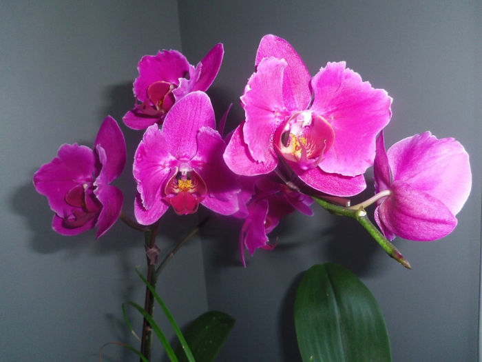 03 iunie 2013 - 2013 Orhidee