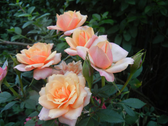 Orange Miniature Rose (2013, May 29)