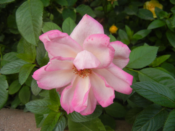 Pink Miniature Rose (2013, May 29) - Miniature Rose Pink