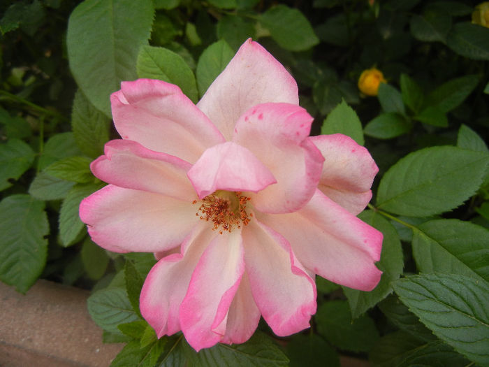 Pink Miniature Rose (2013, May 29) - Miniature Rose Pink