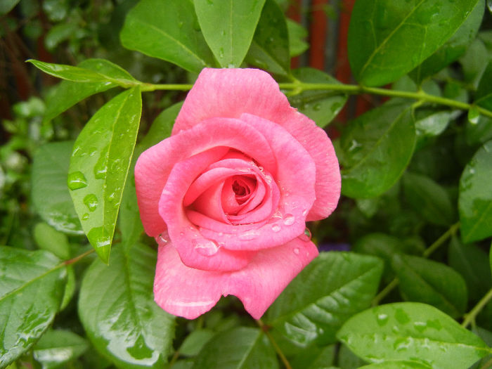 Pink Miniature Rose (2013, Jun.02) - Miniature Rose Pink