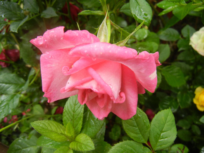 Pink Miniature Rose (2013, Jun.02) - Miniature Rose Pink