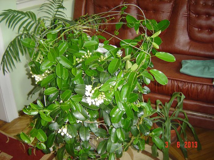 Picture 169 - 0- STEPHANOTIS