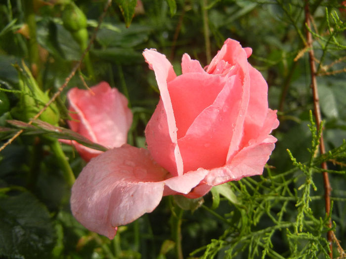 Royal Highness rose, 02jun2013 - Rose Royal Highness