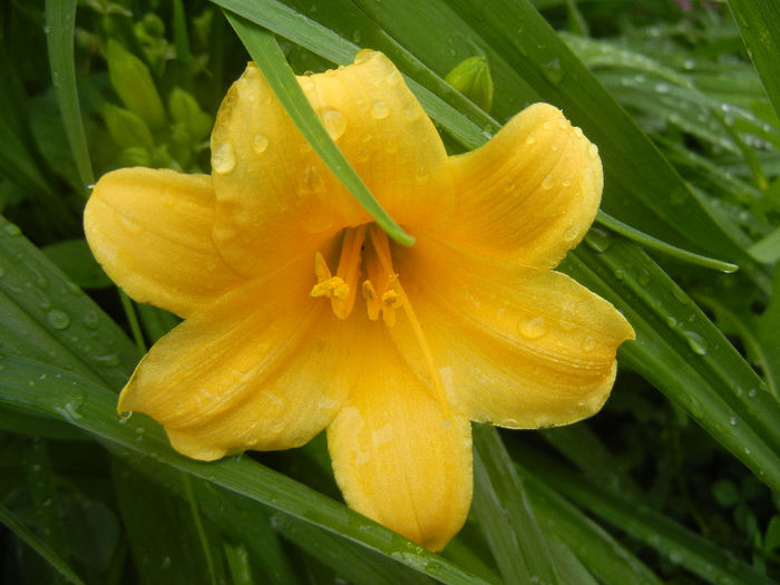 Hemerocallis Stella de Oro (2013, Jun.02) - Hemerocallis Stella de Oro