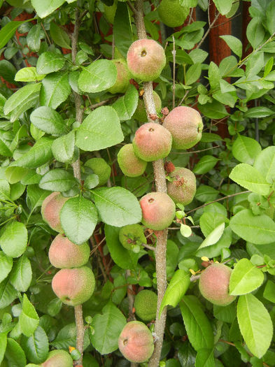 Japanese Quinces_Gutui (2013, May 29) - Chaenomeles japonica