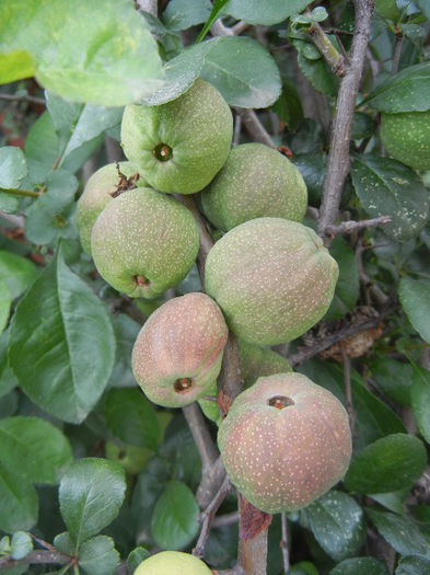 Japanese Quinces_Gutui (2013, May 29) - Chaenomeles japonica