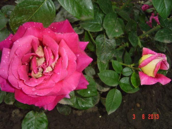 Picture 195 - 0-TRANDAFIRI-2013