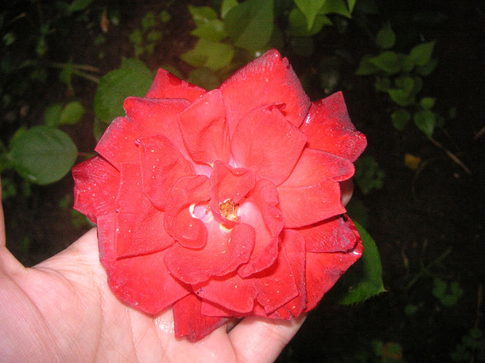SANY0036