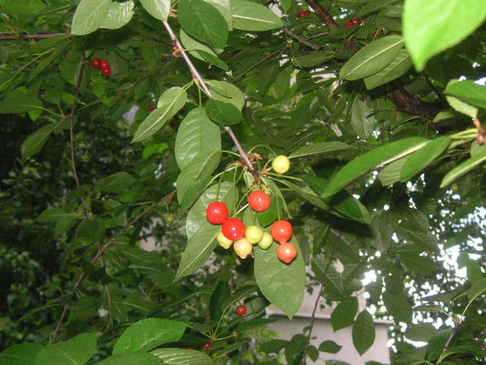 SANY0015