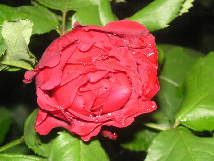 SANY0017