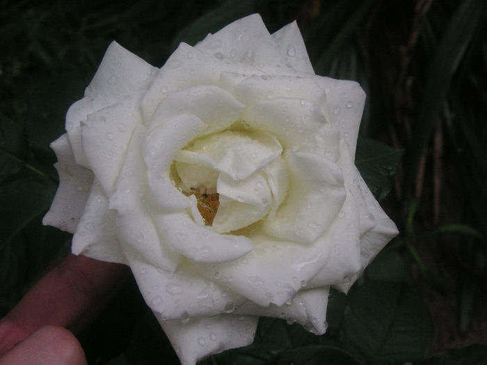 SANY0018