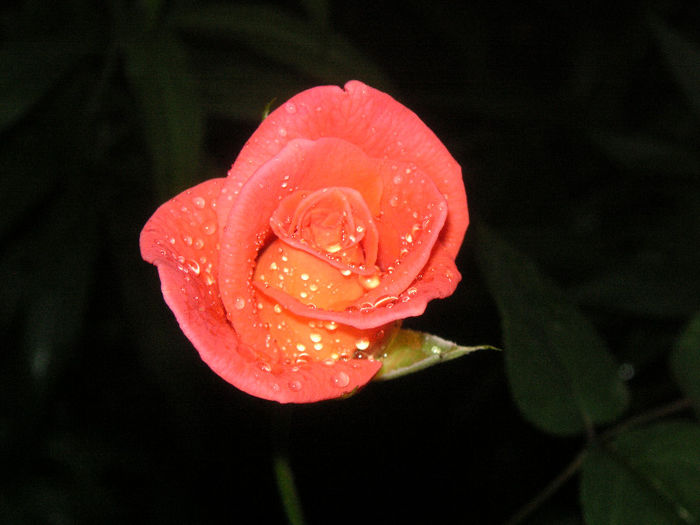 SANY0024