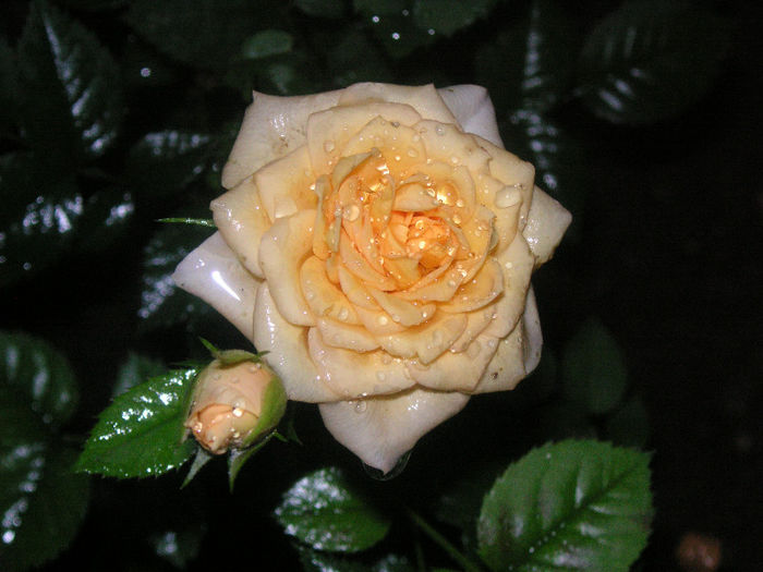 SANY0028