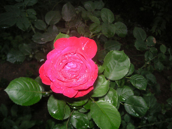 SANY0034