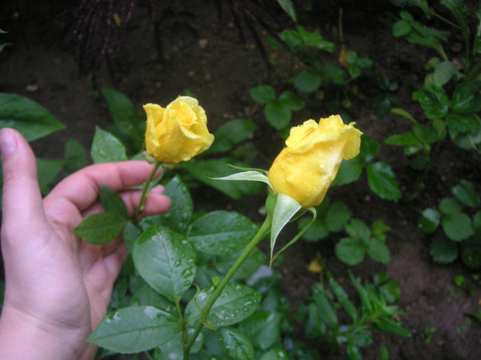SANY0035