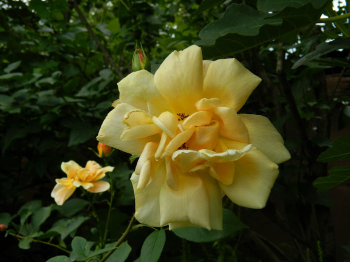 DSCN3581 - IUNIE 2013
