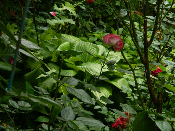 DSCN3589 - IUNIE 2013