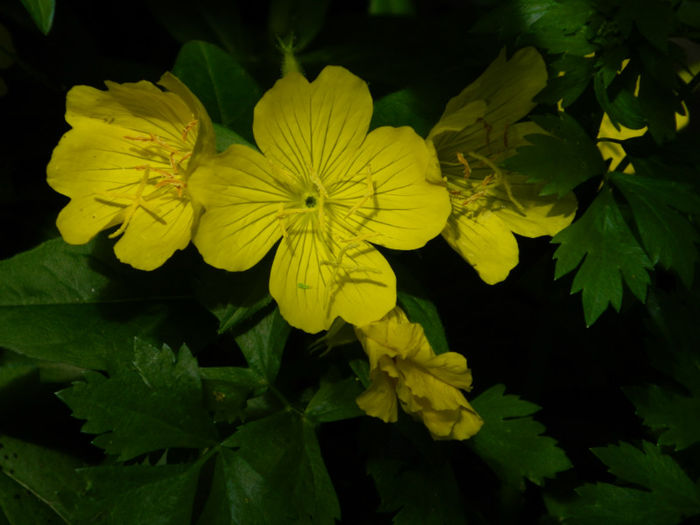 DSCN3612