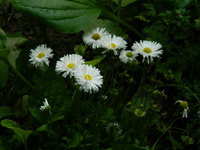 DSCN3621