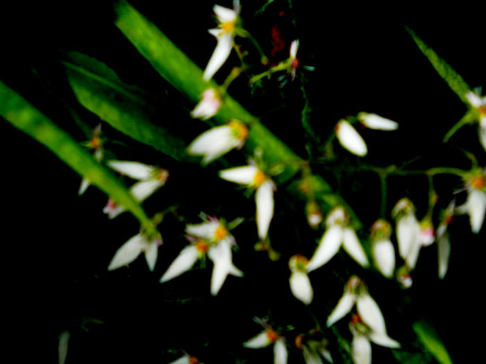 DSCN3624 - IUNIE 2013