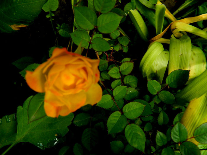 DSCN3629