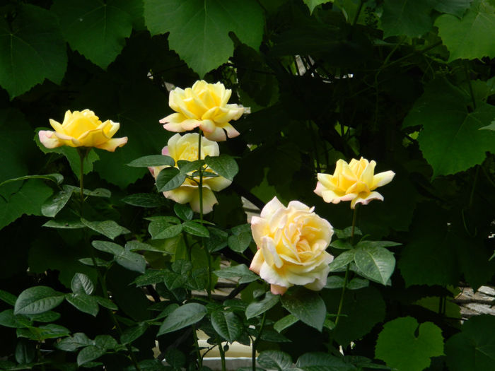 DSCN3634