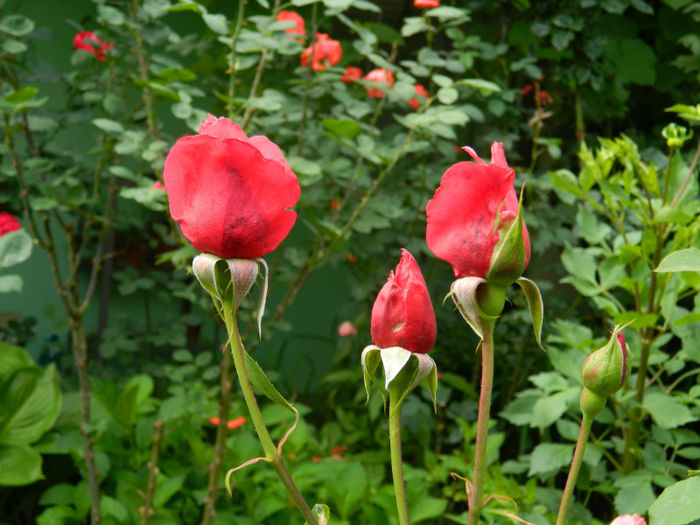 DSCN3637