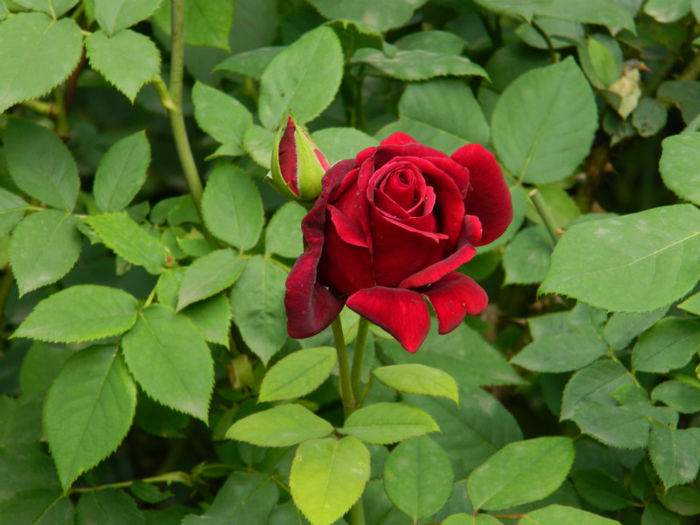 DSCN3638