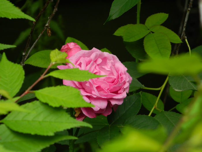 DSCN3642