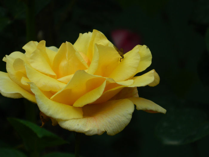 DSCN3644