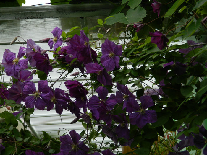 DSCN3654 - IUNIE 2013