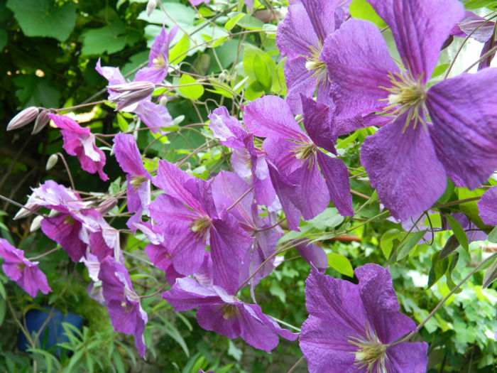 DSCN3662 - IUNIE 2013