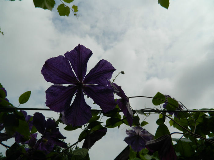 DSCN3678 - IUNIE 2013