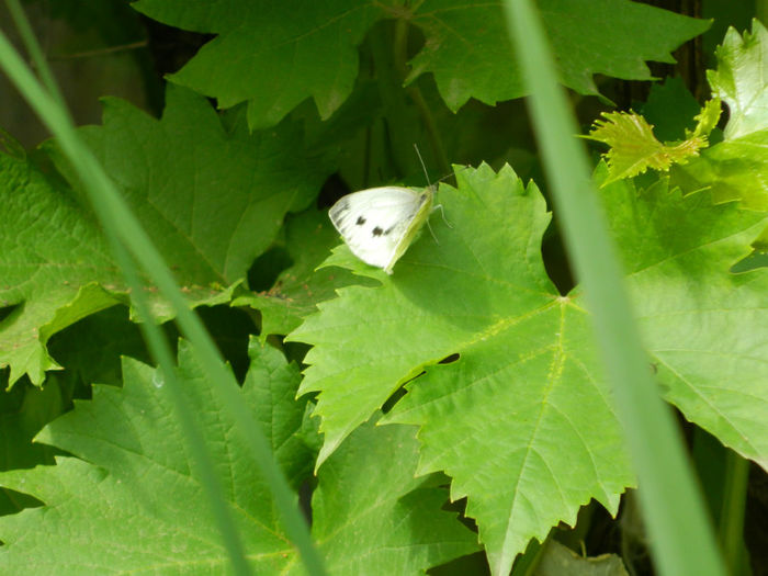 DSCN3690 - IUNIE 2013
