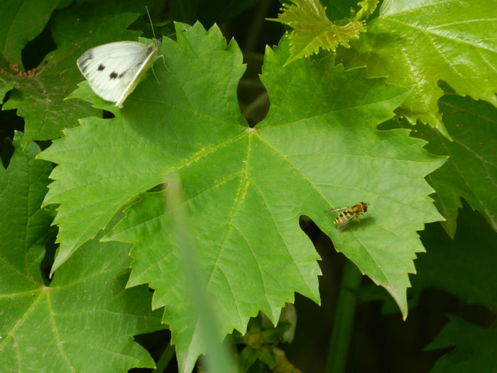 DSCN3694 - IUNIE 2013