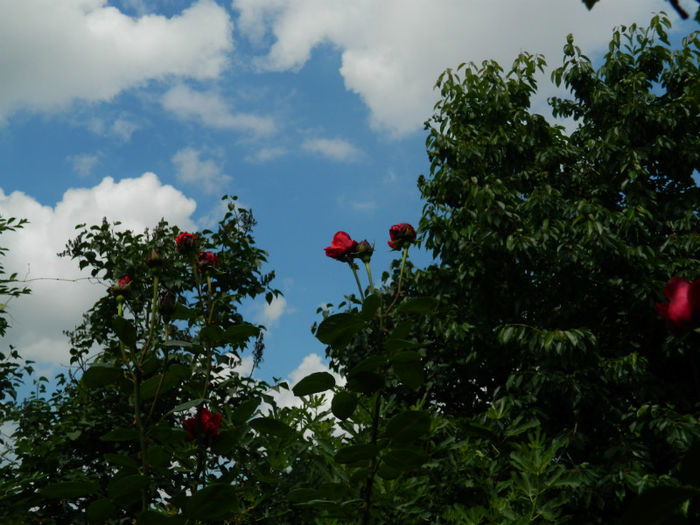 DSCN3743 - IUNIE 2013
