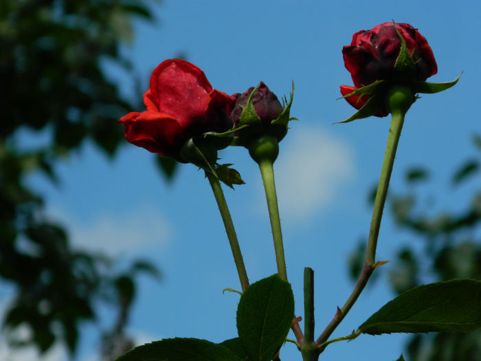 DSCN3745 - IUNIE 2013