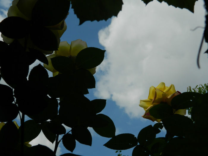 DSCN3748 - IUNIE 2013
