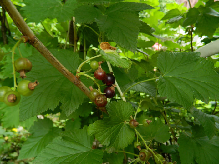 DSCN3751 - IUNIE 2013