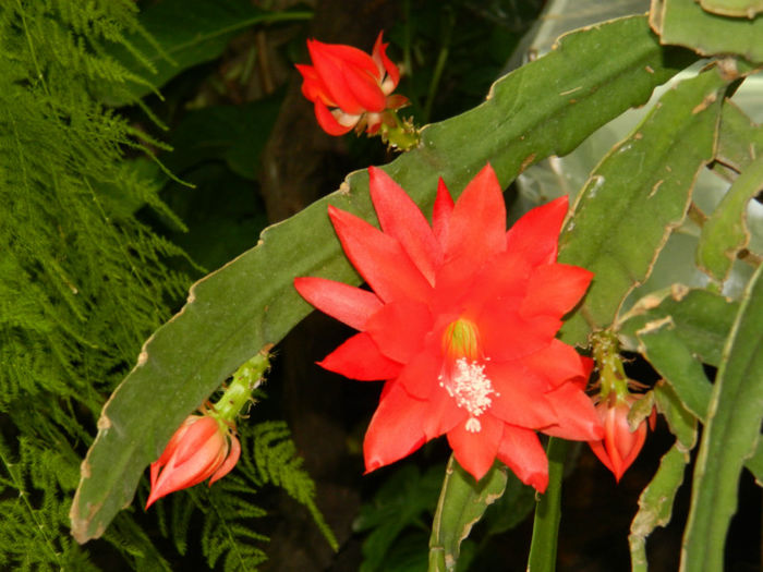 DSCN3757 - IUNIE 2013