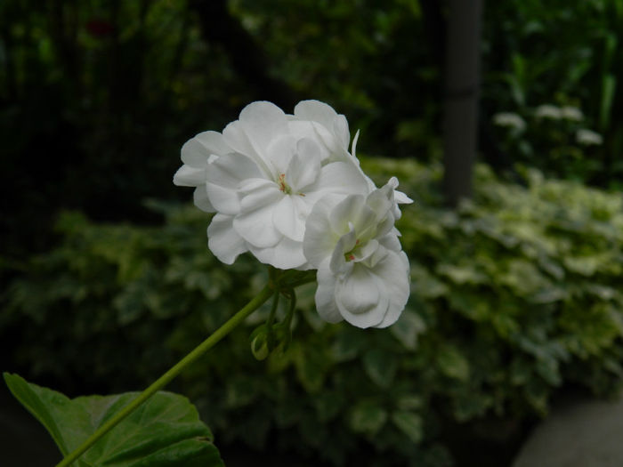 DSCN3761 - IUNIE 2013