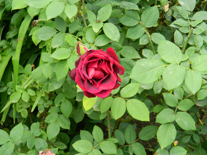 DSCN3772 - IUNIE 2013